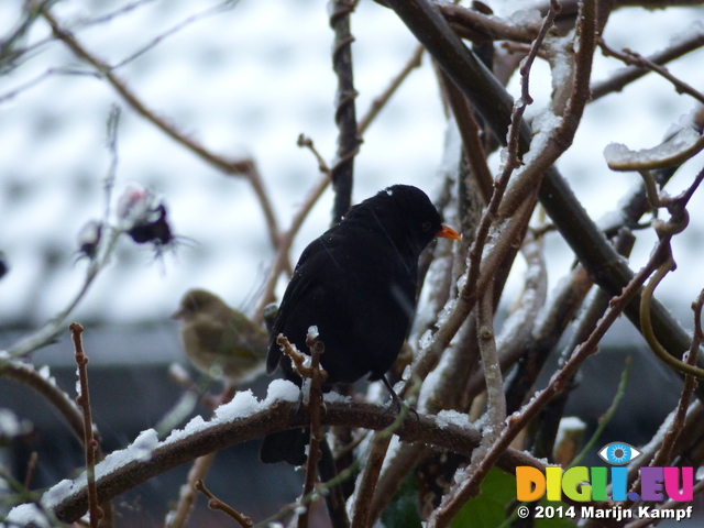 FZ011014 Blackbird (Turdus merula) on snow covered branch